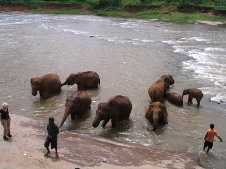 Gojo-ryu szeminárium Srí-Lankán - elefántok közt
