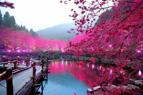 Cseresznyefa virágzás Japánban